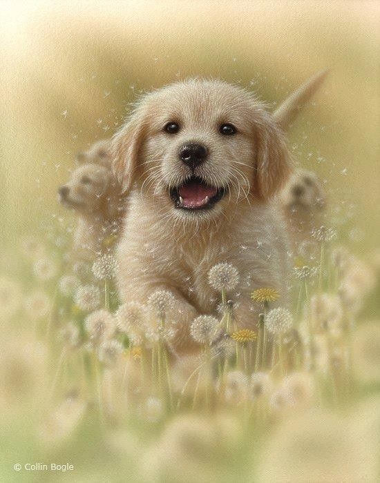 chien